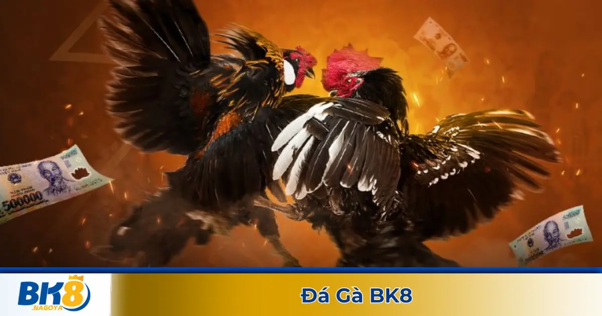 Các Trận Đấu Đá Gà Được Phát Sóng Trực Tiếp