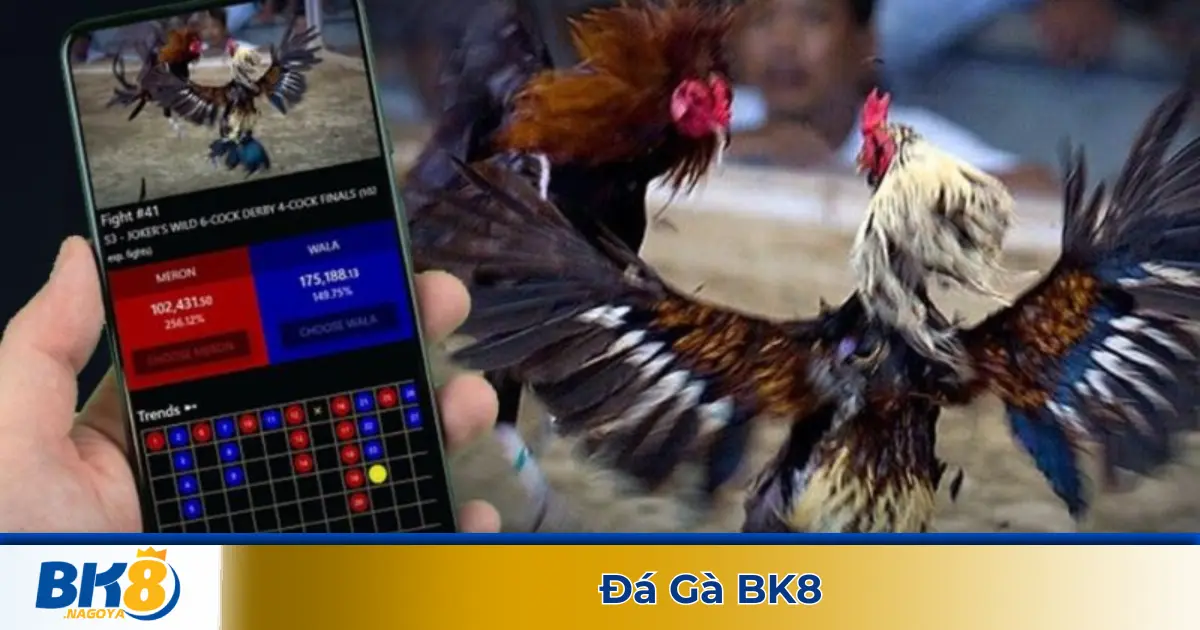 Đá gà cựa dao & đá gà cựa sắt – Những chiến kê mạnh nhất